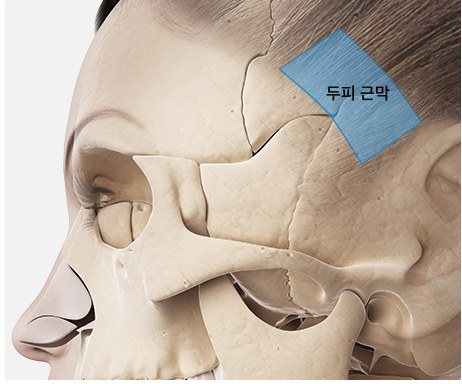 두피 근막 위치 해부 일러스트