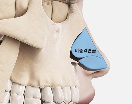 비중격 연골 부위 일러스트