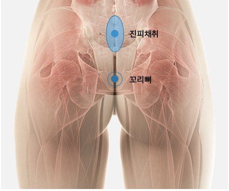 엉덩이 진피 및 꼬리뼈 위치 해부 일러스트