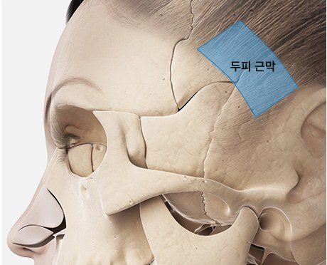 두피 근막 채취 부위 해부도 일러스트