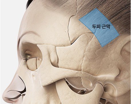두피 근막 부위를 표시한 두개골 해부도