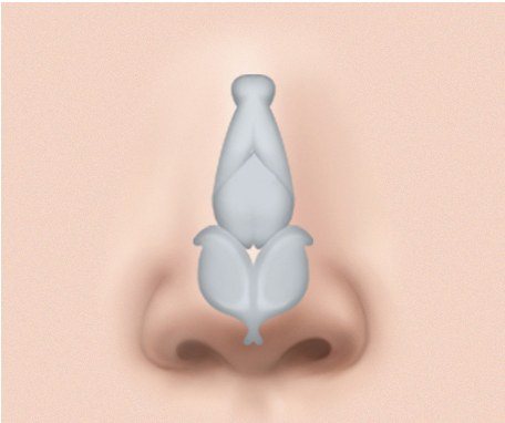 곧은 라인 완성된 코 일러스트